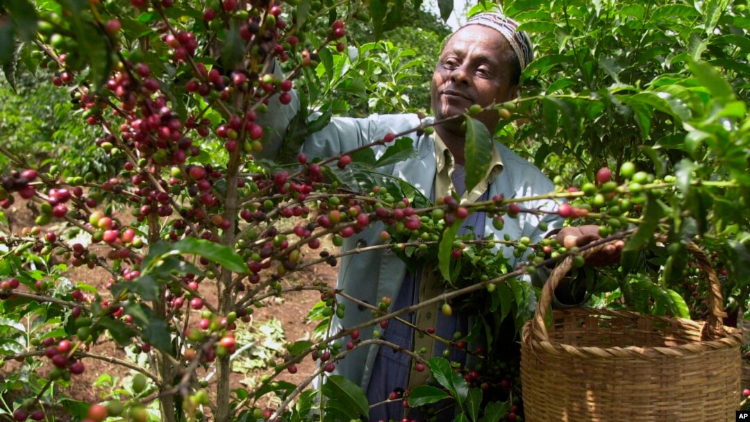 Coffee History