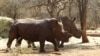 Rhinos with cut horns on a farm owned by Dawie Groenewald, who, along with two veterinary surgeons, is accused of rhino poaching, Musina, Limpopo province, South Africa, May 9, 2012.