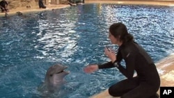 Melissa Zabojnik, a senior keeper at the Seven Seas exhibit, works with the Brookfield Zoo's youngest dolphin, March 2011