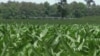In Search of a Solution: Turning Manure Into Money