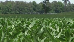 In Search of a Solution: Turning Manure Into Money