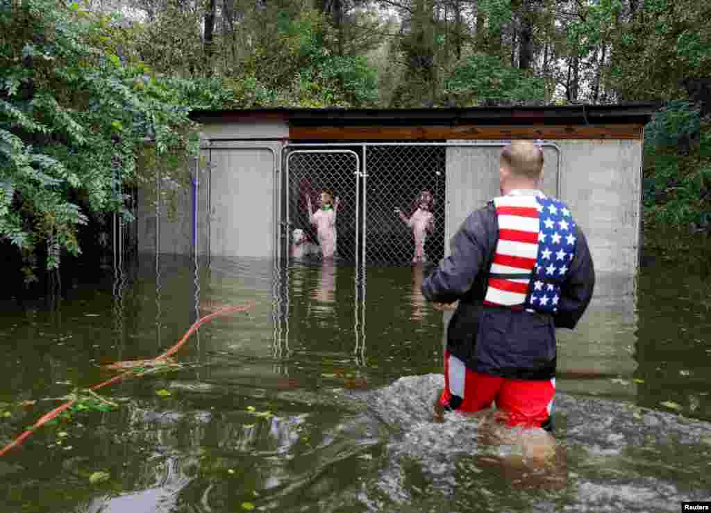 Panicked dogs that were left caged by an owner who fled rising flood waters in the aftermath of Hurricane Florence, are rescued by volunteer rescuer Ryan Nichols of Longview, Texas, in Leland, North Carolina, Sept. 16, 2018.