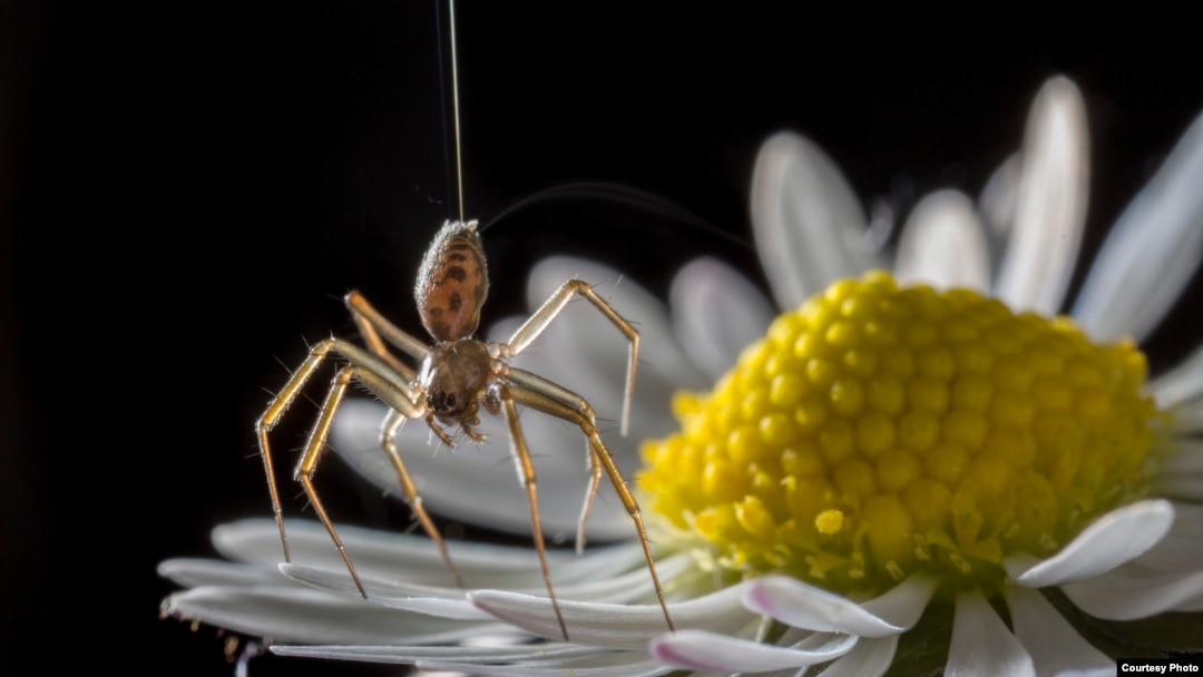 A ballooning spider. Researchers from England think spiders might be sensing and using electrostatic fields to become airborne. (Photo: Michael Hutchinson)