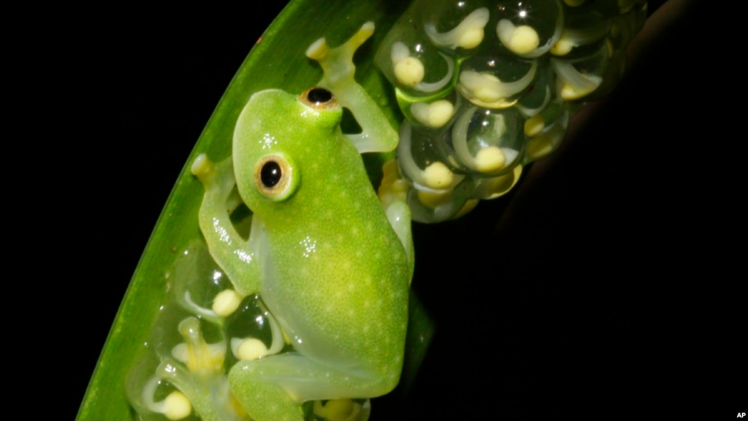 Glass Frogs Transparency