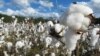 Cotton