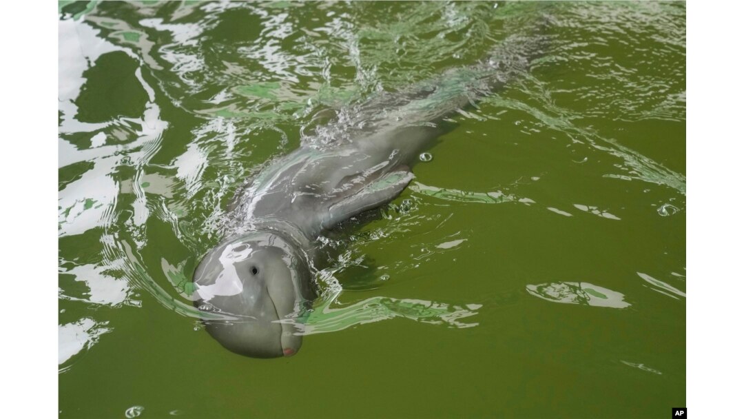 Thailand Baby Dolphin