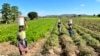 Displaced farmers skeptical about Zimbabwe's decision to compensate them