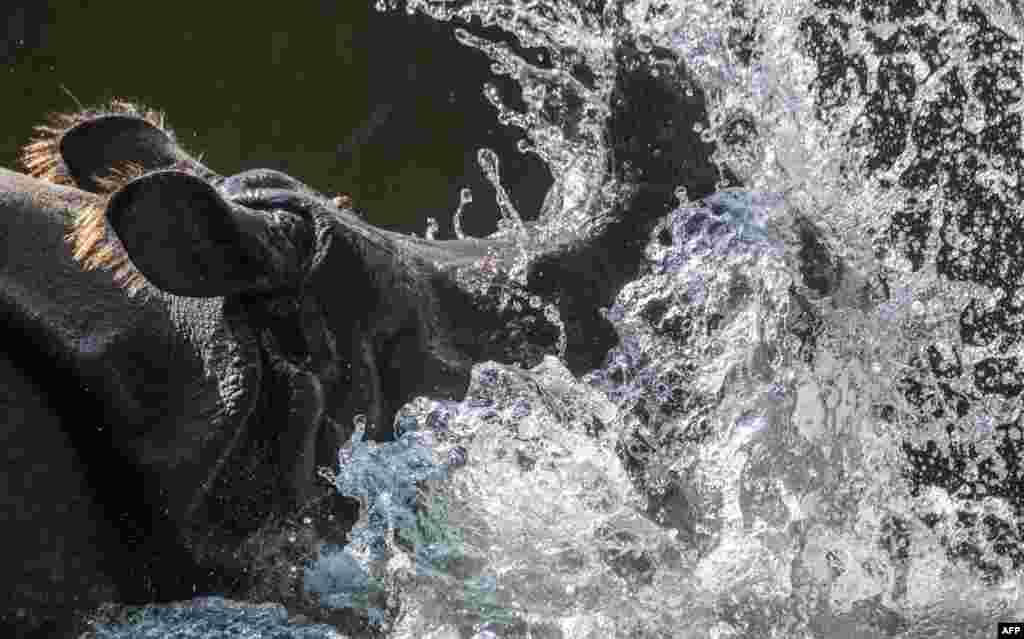 A Rhinoceros splashes about in its pond at Berlin's Zoologischer Garten Zoo as temperatures rose past the 30 degree Celsius mark in Germany.