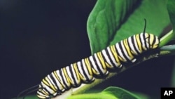 FILE: A monarch caterpillar.