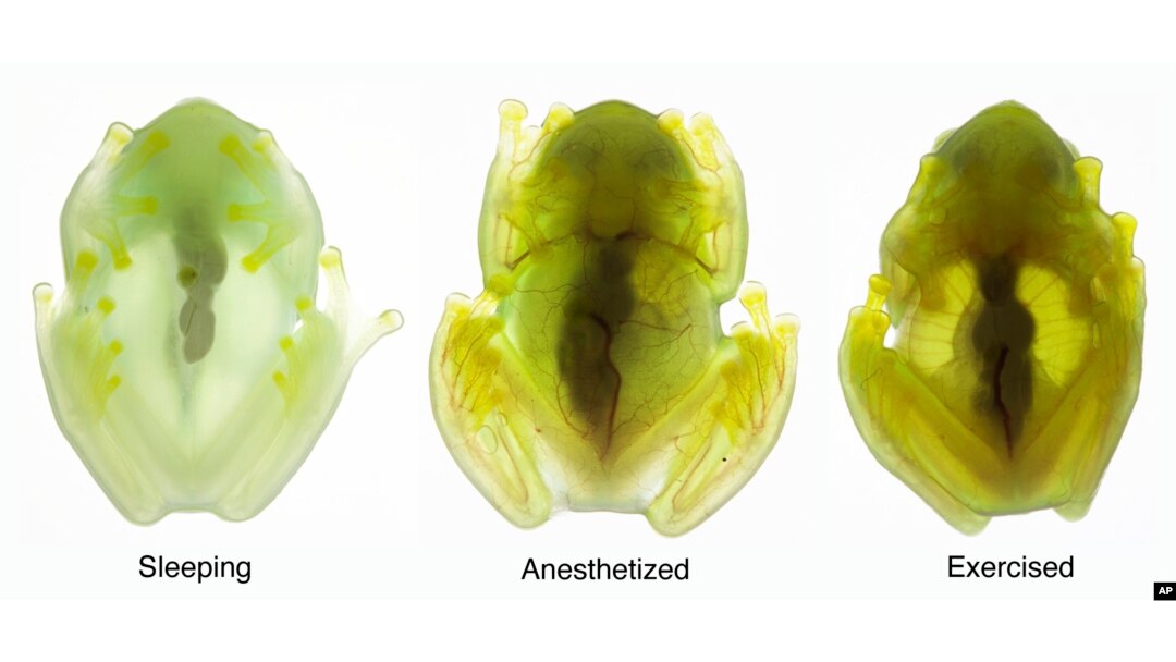 Glass Frogs Transparency