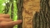 The larvae of the emerald ash borer devastate trees across the northern US.