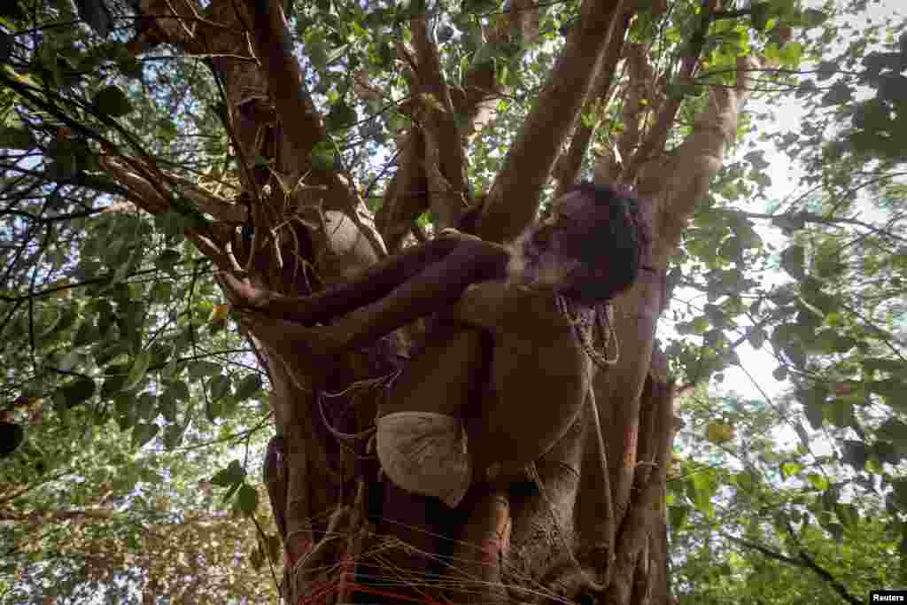A Sadhu or Hindu holy man performs yoga on a tree on the banks of the river Ganges in Prayagraj, India.