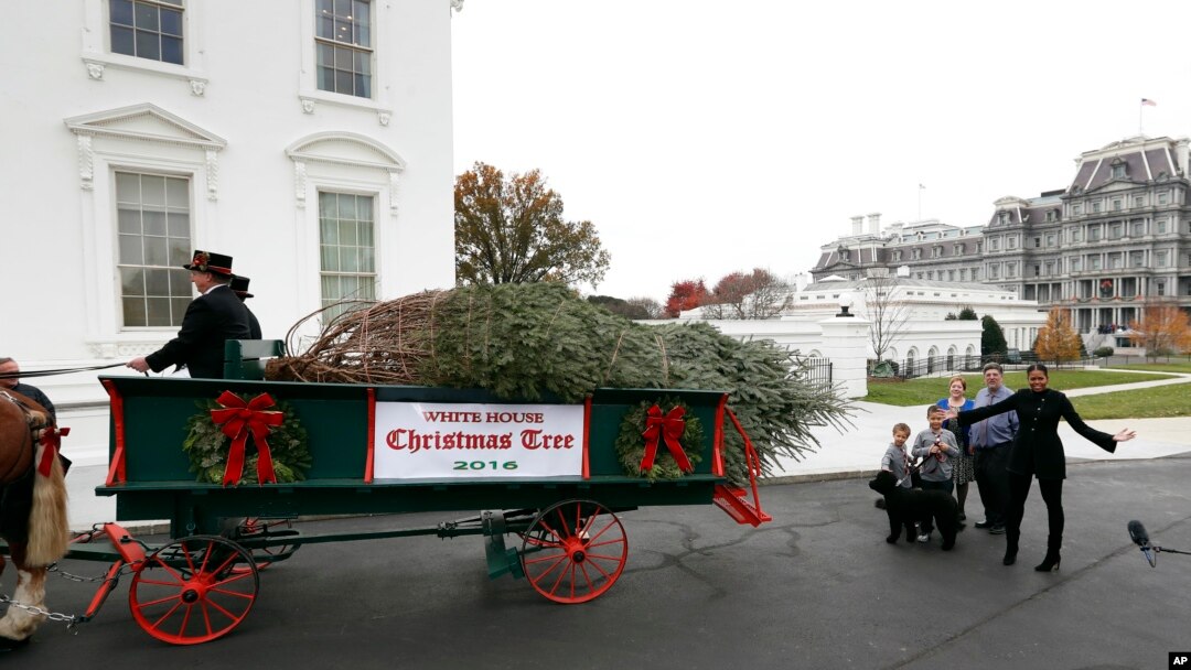 El árbol que adornará el Salón Azul en las últimas Navidades de los Obama en la Casa Blanca mide casi 5,8 metros de altura y procede de una granja de Pensilvania.