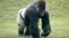 FILE - Mrithi, a 20-year-old male western lowland gorilla.