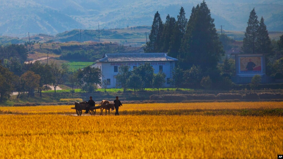 지난 2011년 10월 가을 걷이를 앞둔 북한 강원도 원산의 협동 농장. (자료사진)