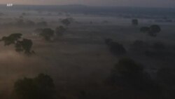 África Agora: “É preciso envolver as comunidades” na gestão das florestas do miombo, diz Diretor Nacional de Florestas de Moçambique
