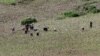 North Koreans farm in the field, along the Yalu River, in Sakchu county, North Phyongan Province, North Korea, June 20, 2015.