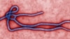 Colorized transmission electron micrograph (TEM) reveals some of the form, structure of an Ebola virus (undated file image).