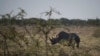Chinese Rhino Horn Smuggler Escapes From Namibian Prison 