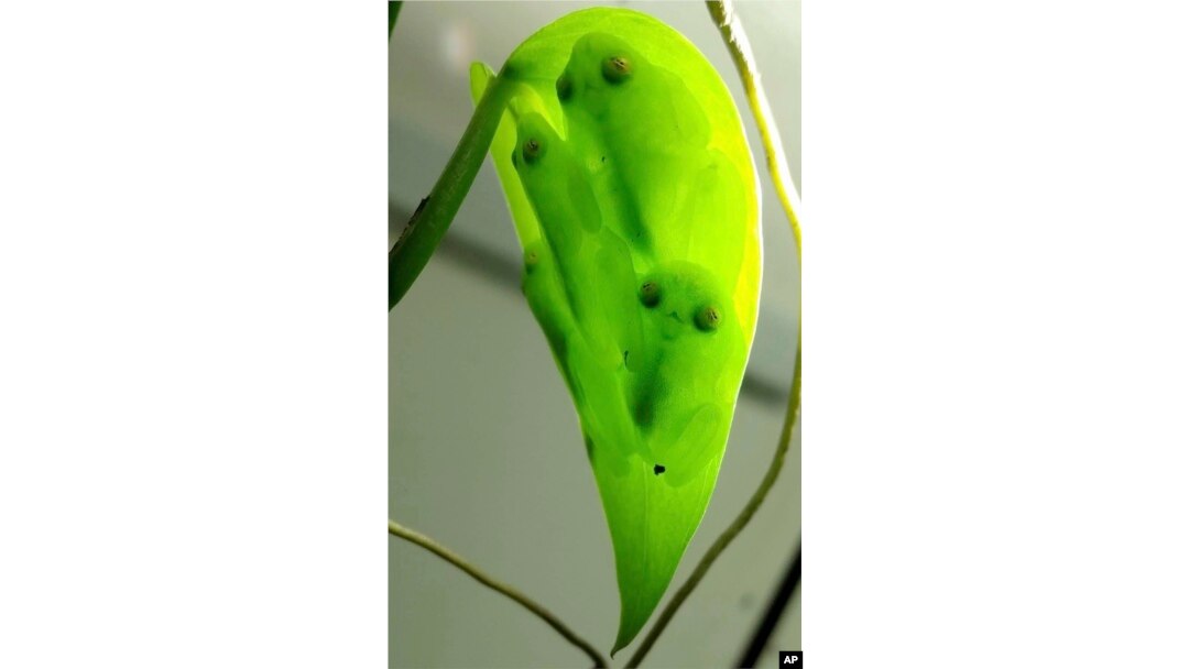 Glass Frogs Transparency