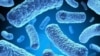FILE - Multi-drug-resistant tuberculosis bacteria. (U.S. Centers for Disease Control and Prevention)