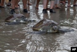 Wildlife Conference Turtle Poaching