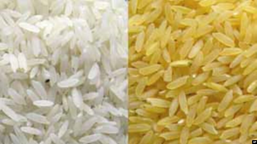Golden Rice gets its yellow color from beta-carotene, or provitamin A, inserted into the strain of rice to enhance its nutrition value (Golden Rice Project).