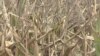 Amid Drought, Corn Harvest Comes Early for Midwest Farmers
