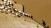 A Karo tribesman of the remote lower Omo valley guards his goats on a bank of the Omo, Ethiopia, April 2002.