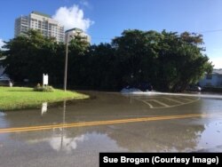Tidal flooding in the Shorecrest area of Miami. About 75 volunteers collect data on which streets flood and when and how badly.