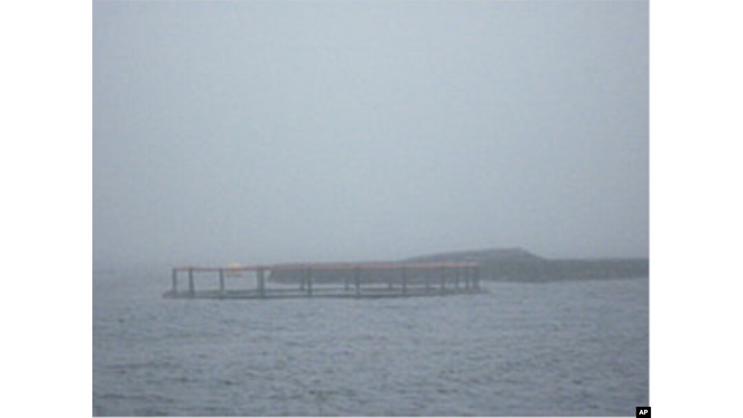 Eight large circular pens, covered with netting to keep out seabirds, make up the Cod farm off the coast of Sorrento, Maine.