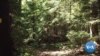 NASA Satellite Will Measure the World's Forests