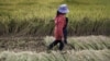 FILE - A worker harvests rice at a field in suburban Kunming, Yunnan province, China.
