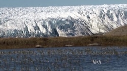 Arctic's Epic Mosquito Swarms May Get Worse with Climate Change