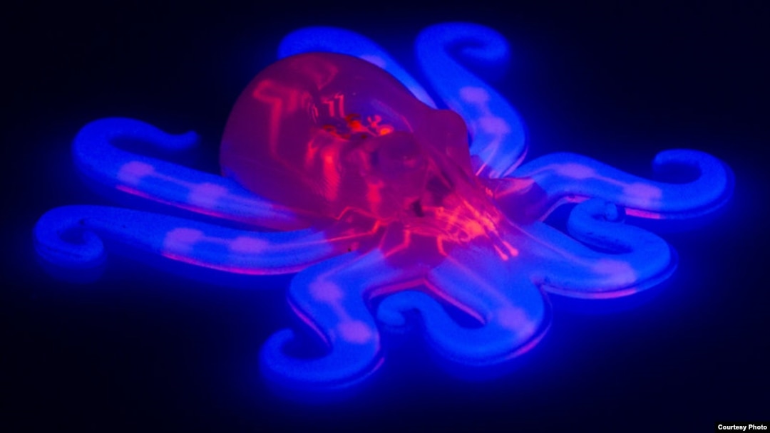 A pneumatic network, in red, is embedded within the octobot's entirely soft body and elastic arms, in blue. (Ryan Truby, Michael Wehner, and Lori Sanders/Harvard University) 