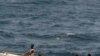 Marinha indiana resgata dois reféns moçambicanos
