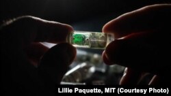 MIT engineers have designed an ingestable sensor with bacteria programmed to sense environmental conditions and relay the information to an electronic circuit.