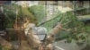 台灣受到颱風“蘇力”吹襲