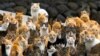 FILE - Cats crowd the harbor on Aoshima Island in the Ehime prefecture in southern Japan, Feb. 25, 2015.