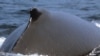 Ballenas con quemaduras