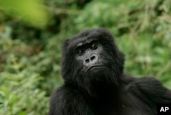 Endangered Great Apes: FILE - In this Nov. 30, 2007 file photo, a gorilla looks on at Volcanoes National Park in Ruhengeri, Rwanda.
