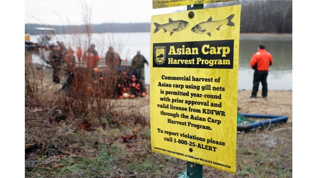 In this February 5, 2020, photo, wildlife officials take part in a roundup of Asian carp in Smith Bay on Kentucky Lake near Golden Pond, Kentucky.
