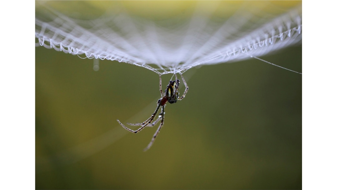 Dewdrops collect on a spider as it rests on its web in the early morning in Lalitpur, Nepal, October 11, 2011. (Reuters Photo/Navesh Chitrakar)