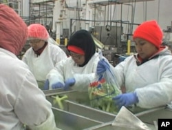 Once a week, Burmese refugee workers at Coastal Sunbelt Produce, in Maryland, take English lessons during their lunch hour.