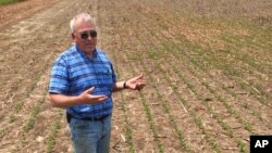 Farmer Joe Layton Jr., of Vienna, stands in a field of recently planted soybean crop Wednesday, June 11, 2003. In front soybeans begin to sprout up but because of the wet weather, many seeds rotted in the soil and did not sprout.