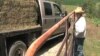 The U.S. drough has forced Iowa farmer Robb Ewoldt has to bring in hay and water daily to keep his cows fed. (Photo - K. Farabaugh)