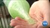 Algae Curtains Turn Buildings Into Carbon Eating Forests