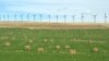 Canada Loses WTO Appeal in Renewable Energy Case