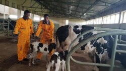 ኮሌጅ ሕክምና እንስሳት ዩኒቨርሲቲ መቐለ ብምርመራ ምራኽ ኣዋሊዱ