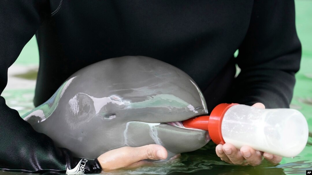 Thailand Baby Dolphin
